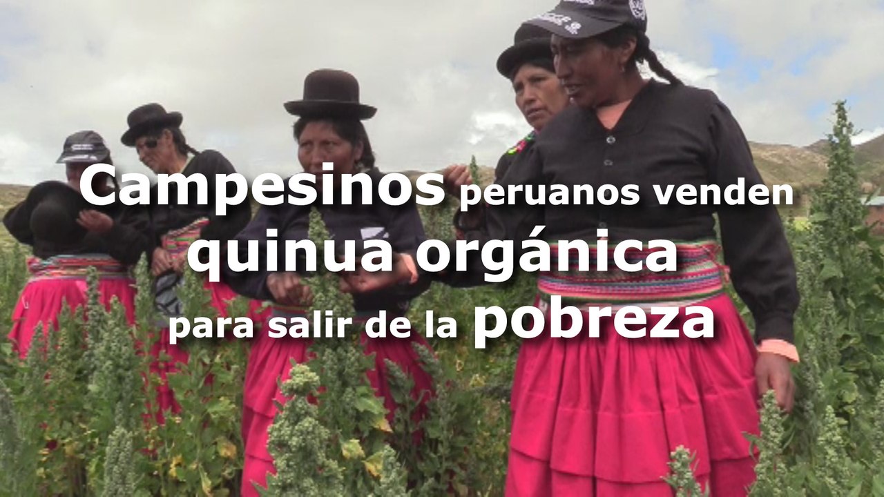 Campesinos peruanos centran sus esperanzas en la quinua orgánica para salir de la pobreza