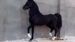 Nice Dancing Horse Must watch