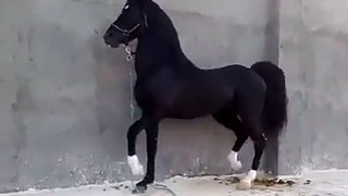 Nice Dancing Horse Must watch