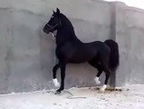 Nice Dancing Horse Must watch