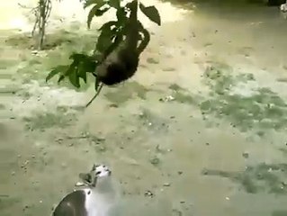 Funny Monkey  Must watch