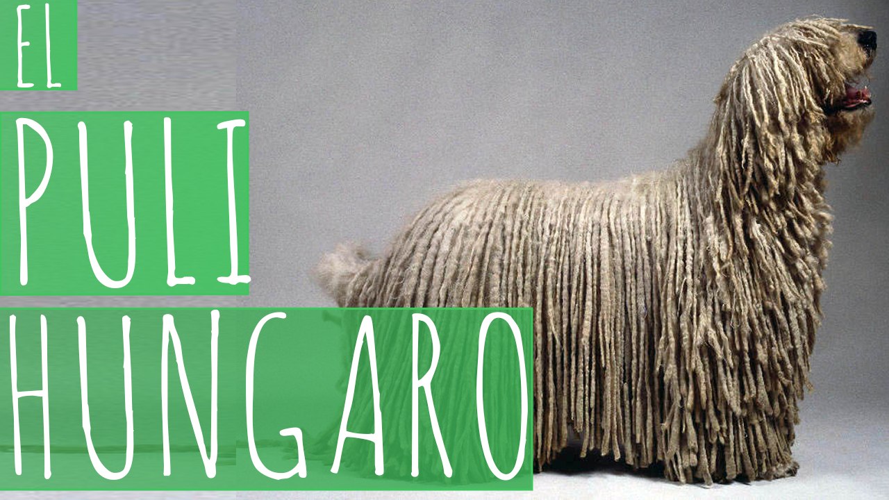 El Puli Hungaro - MuKi&Mu