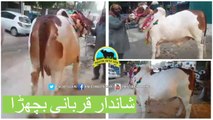 324 || Qurbani Bull for Eiduladha || Bakra eid in Lahore, Pakistan ||