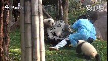 Bakıcısına Arkadan Yaklaşıp Saldıran Tatlı Panda