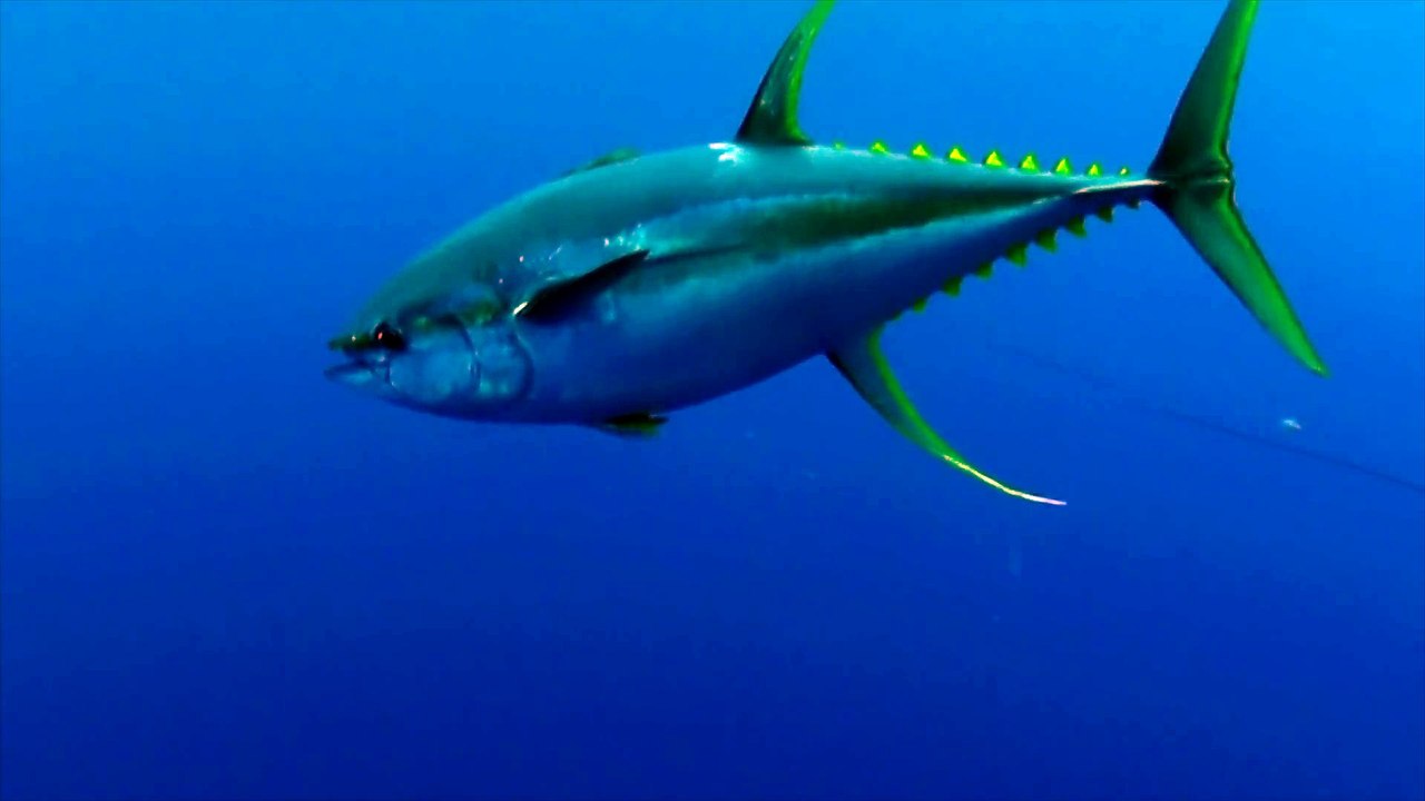 Balina Köpekbalığı İle Karşılaşınca Korku Dolu Anlar Yaşayan Dalgı