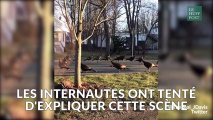 Les théories les plus folles tentent d'expliquer ce que font ces dindes