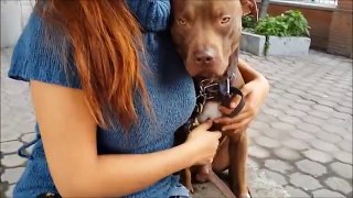 [Video]: Pitbull salva a mujer de ser violada