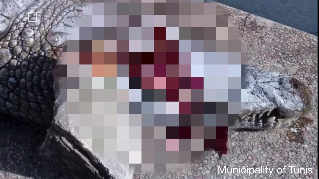 Crocodile Stoned to Death