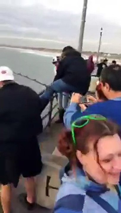 IL PECHE UN REQUIN NORMAL..