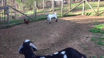 Baby goat desperately attempts to befriend chicken