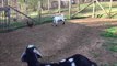 Baby goat desperately attempts to befriend chicken