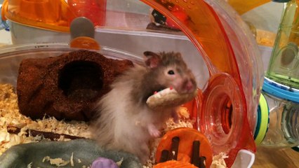 Hamster can't fit birthday cookie through tunnel