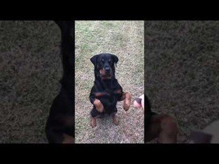 Dog Gets Sugar High From Doggie Treat