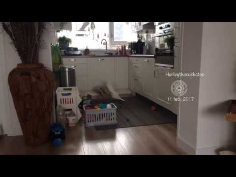 Confrontational Cockatoo Takes on Egg Carton