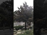 Man Throws Rock Into Garden Tree and This Happens