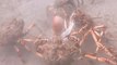 Migrating Spider Crabs Rip Apart Octopus