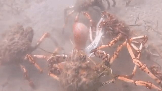 Migrating Spider Crabs Rip Apart Octopus