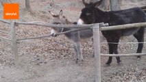 Clever Ass Helps His Donkey Mates Escape