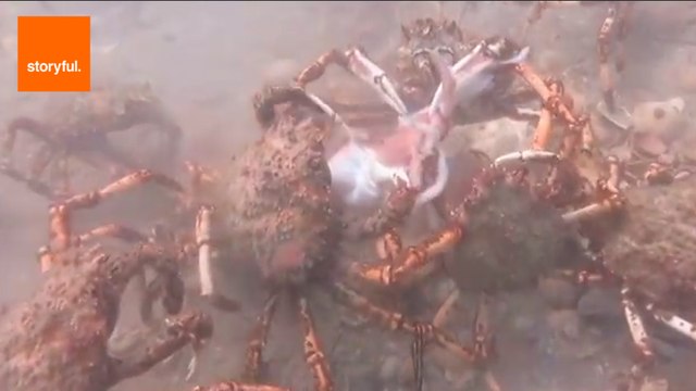 Spider Crabs Devour Tasty Squid