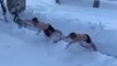 These Guys 'Swimming' Through Snow Will Give You the Shivers