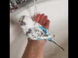 Budgie Takes a Bath in Slow-Motion