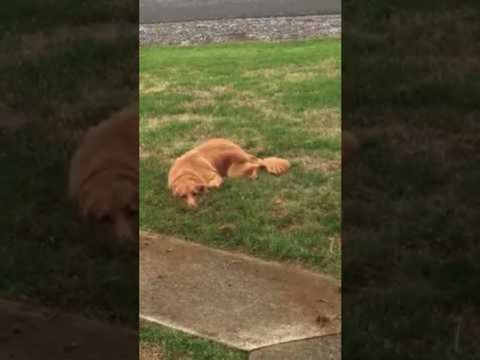 Dog Busted for Digging in Front Yard