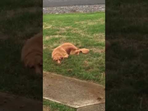 Dog Busted for Digging in Front Yard