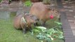 Hungry Capybaras Enjoy Some Food in the Rain