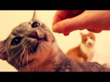 Cats Make Fun Faces When Getting Their Favorite Treat