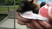 Baby Bat Wiggles Ears Happily During Careful Rehabilitation