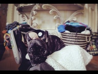 Baby and Puppy Both Enjoy Lying in the Carseat