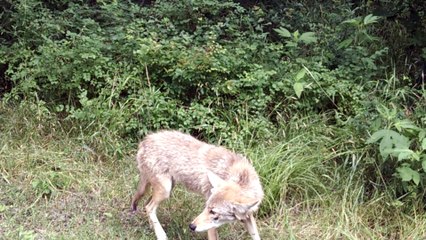 Bobcat, Coyote and Two Cyclists