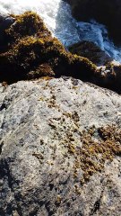 World's Weirdest Fish