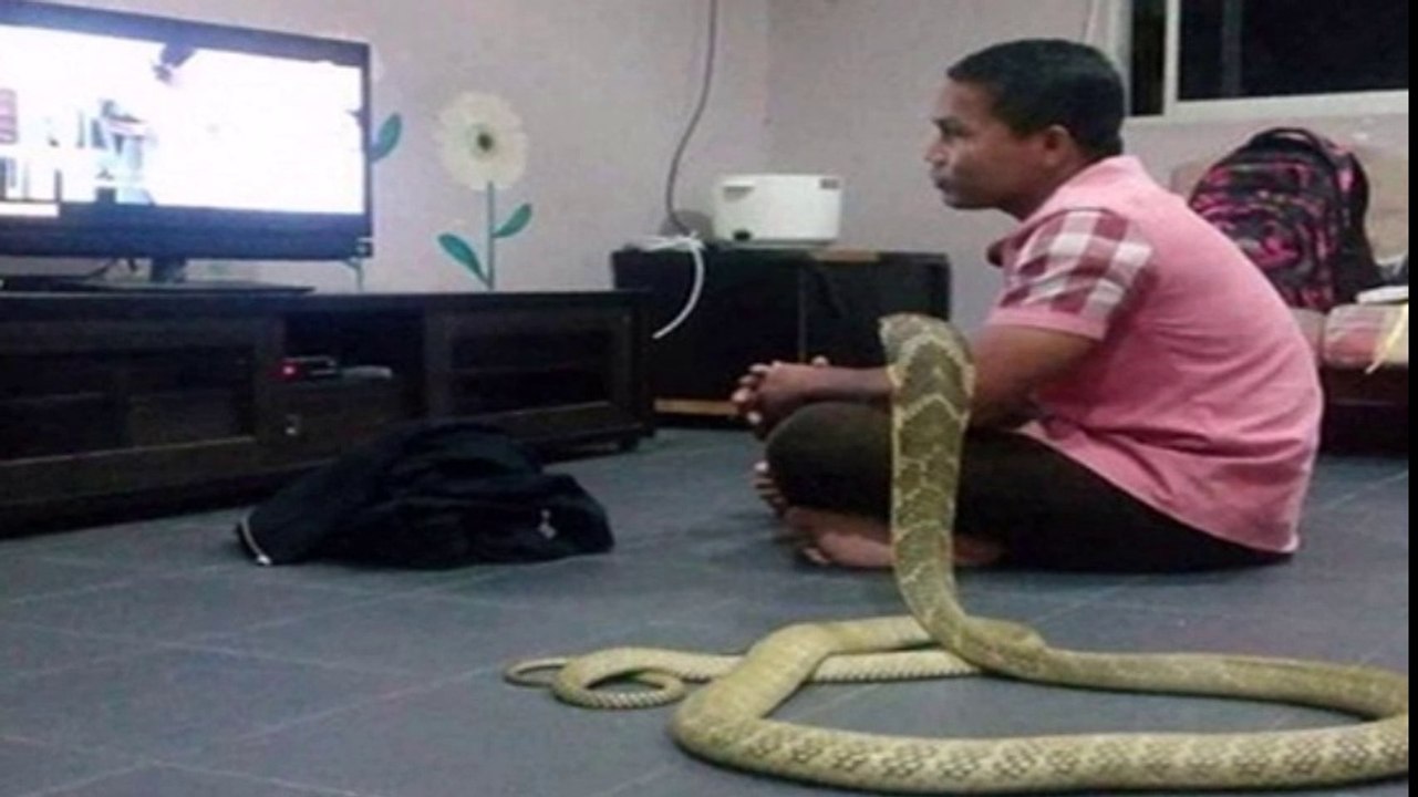 رجل من جنوب شرق آسيا يتزوج ” أفعى كوبرا ” عملاقة !