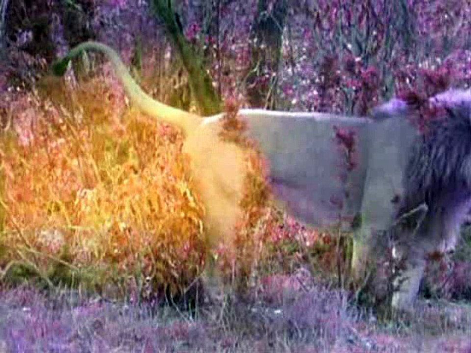 Leões -(Parte1/7) Território Selvagem