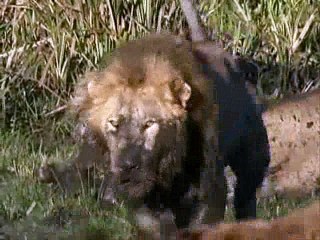 Leões -(Parte6/7) Território Selvagem