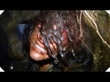 BLAIR WITCH - NOUVELLE Bande Annonce (Horreur - 2016)