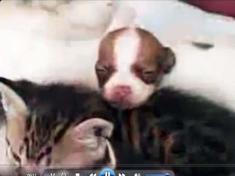 Amazing Mommy Cat Nurses Rejected New Born Chihuahua Puppy