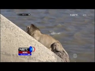 Singa Tersesat Diselamatkan - NET5