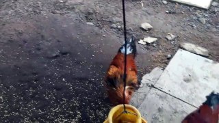 Babies learn to talk all of the animals around him