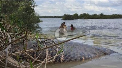 Amazing Children Catch Water Snake Using The Bamboo Net Trap - How to Catch Water Snake in Cambodia