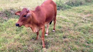 Babies learn to talk all of the animals around him