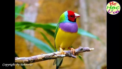Learning the names of the birds and hear the birds singing