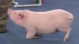 World pig best circus - EXCLUSIVE