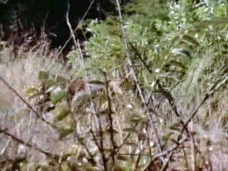 Leões -(Parte5/7) Território Selvagem