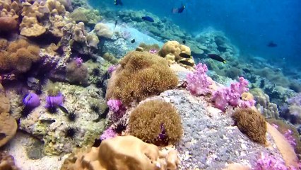 One Day with Forra Diving - Koh Lipe - Thailand