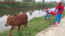 Человек-паук против Капитана Америки паслись коровы забавный супергерой в реальной жизни