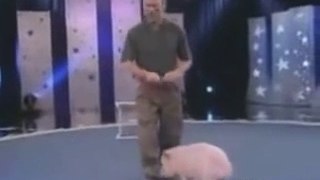 World pig best circus - exclusive