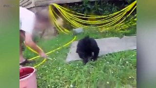 Cute Bear Cubs  Funny Baby Bears Playing [Funny Pets]