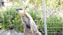 Kangaroos  Funny Kangaroos Playing [Funny Pets]